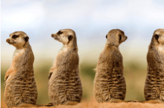 Gruppo di suricati in posizione eretta e all’erta nel loro habitat naturale